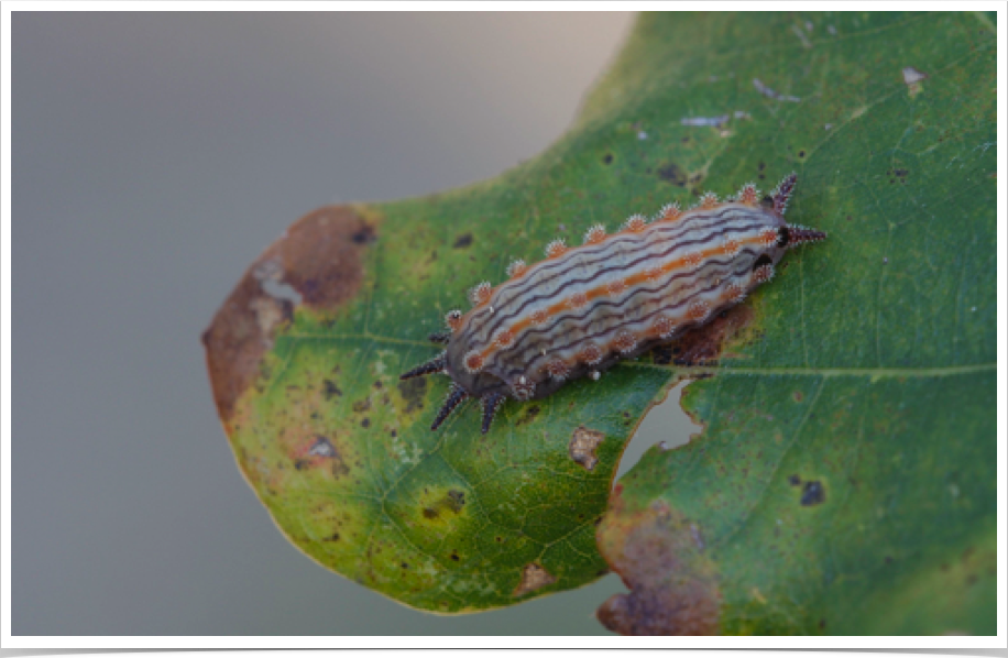 Monoleuca semifascia
Pin-striped Vermilion Slug
Dekalb County, Alabama
